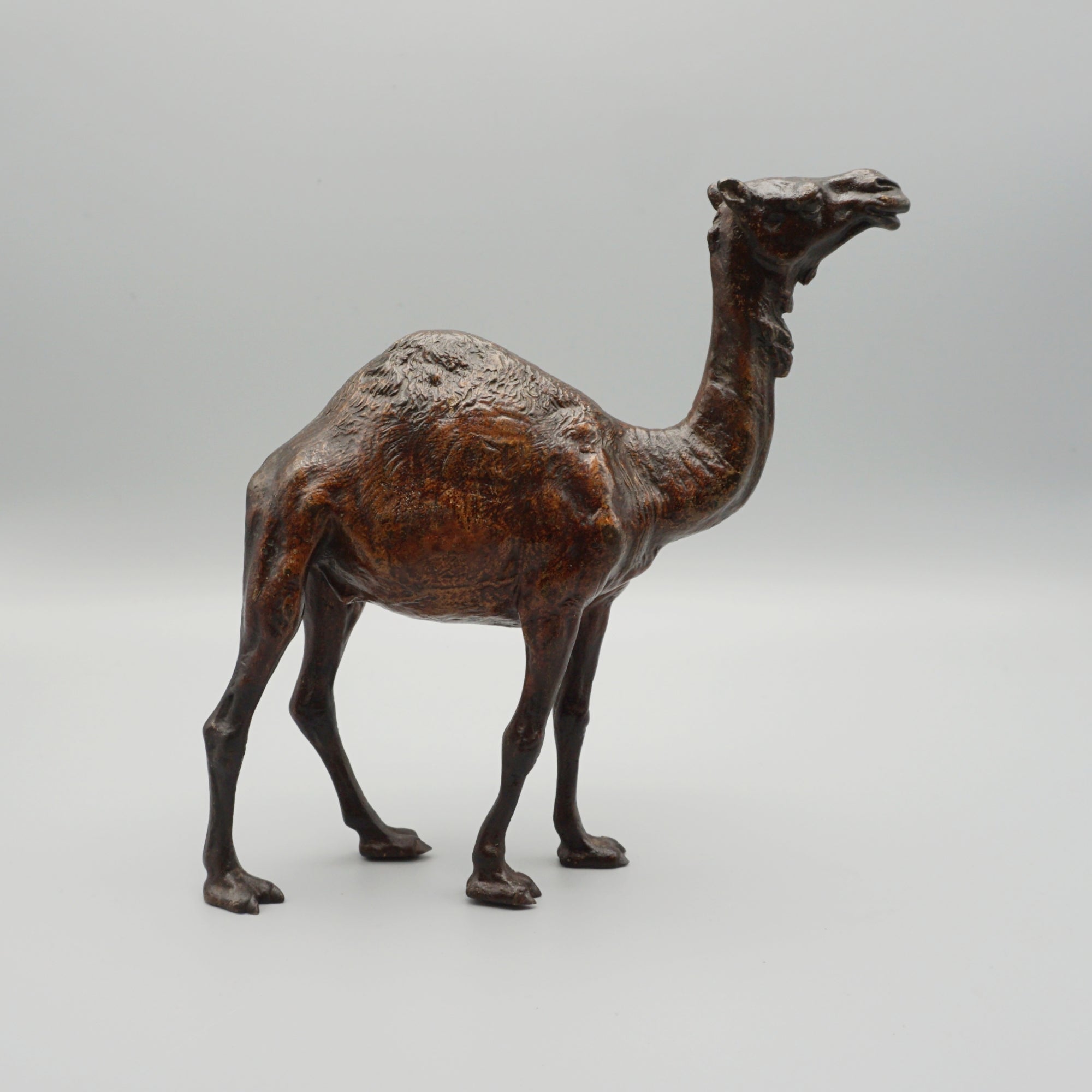 'Dromadaire' Bronze Sculpture by Franz Bergman (1861-1936)