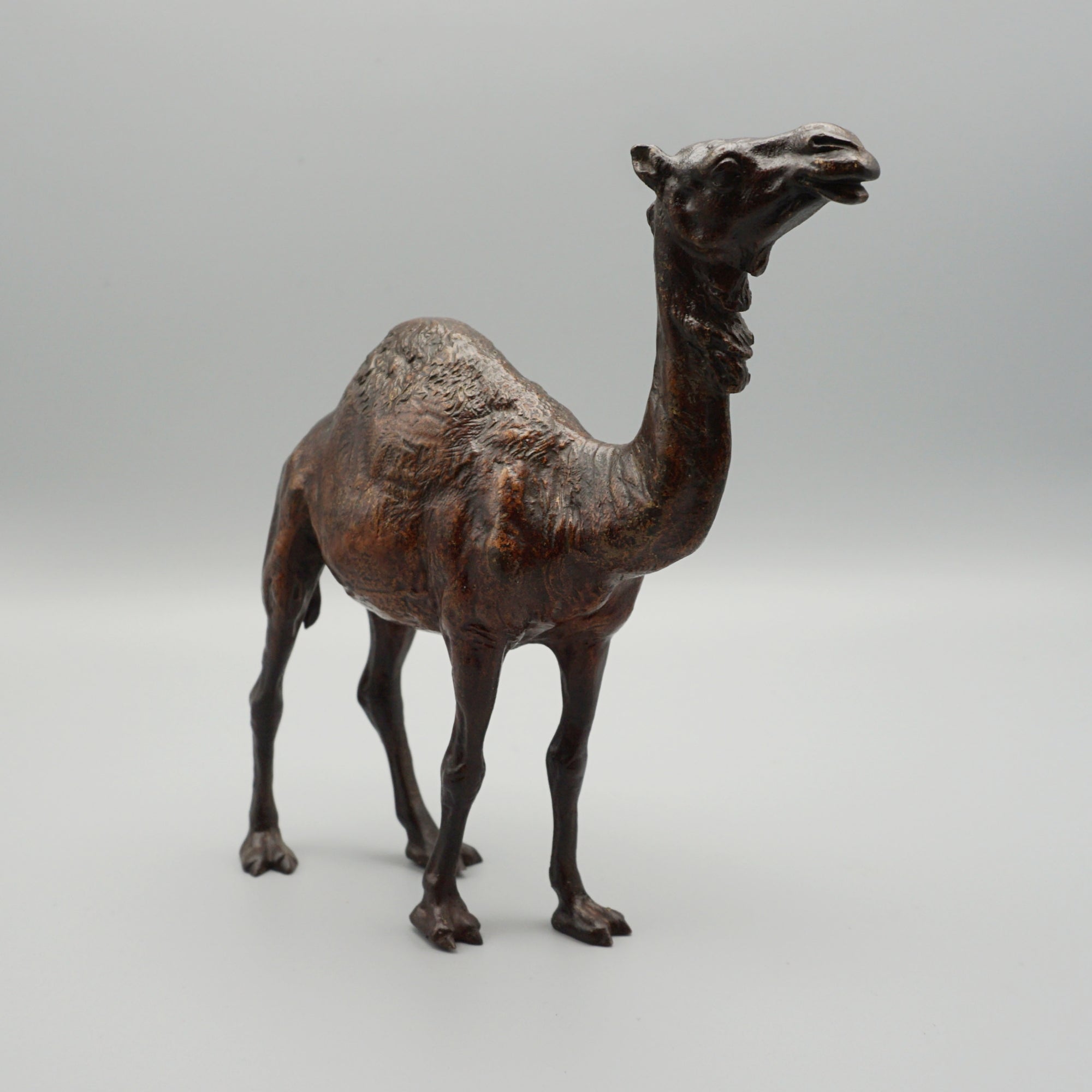 'Dromadaire' Bronze Sculpture by Franz Bergman (1861-1936)