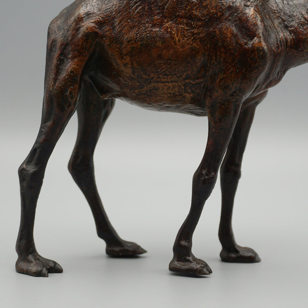 'Dromadaire' Bronze Sculpture by Franz Bergman (1861-1936)