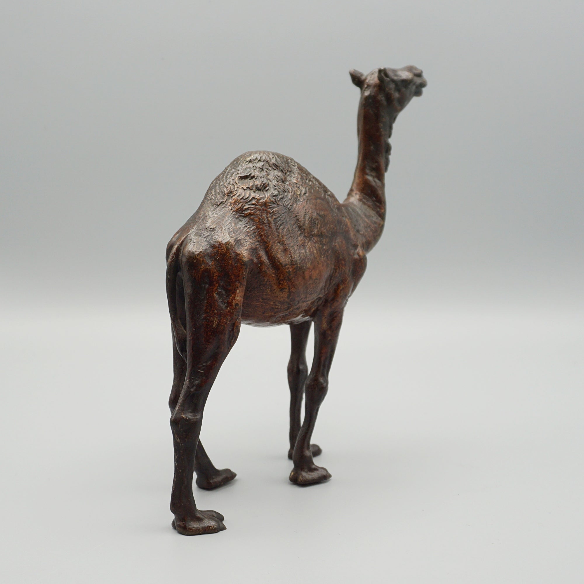 'Dromadaire' Bronze Sculpture by Franz Bergman (1861-1936)