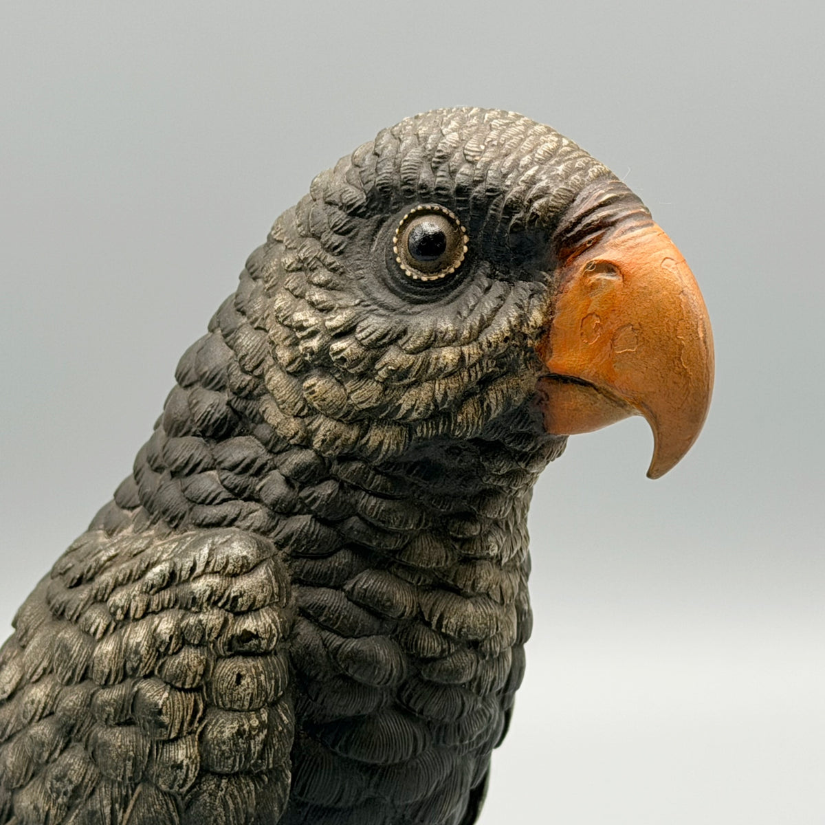 Grey Parrot Franz Bergman | Markies Antiques Ltd
