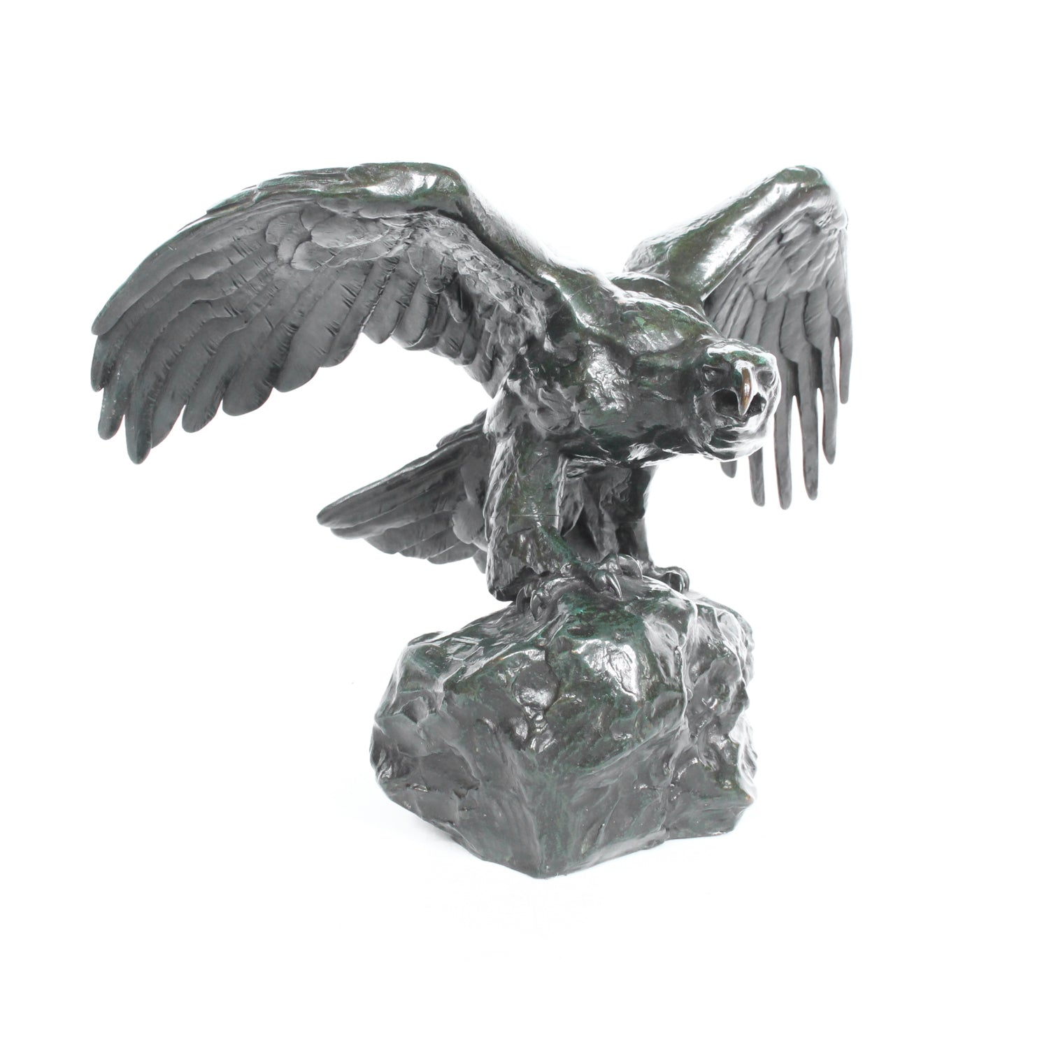 Aigle, Ailes Etendues