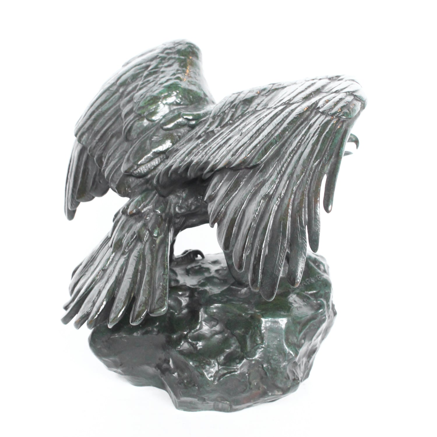 Aigle, Ailes Etendues