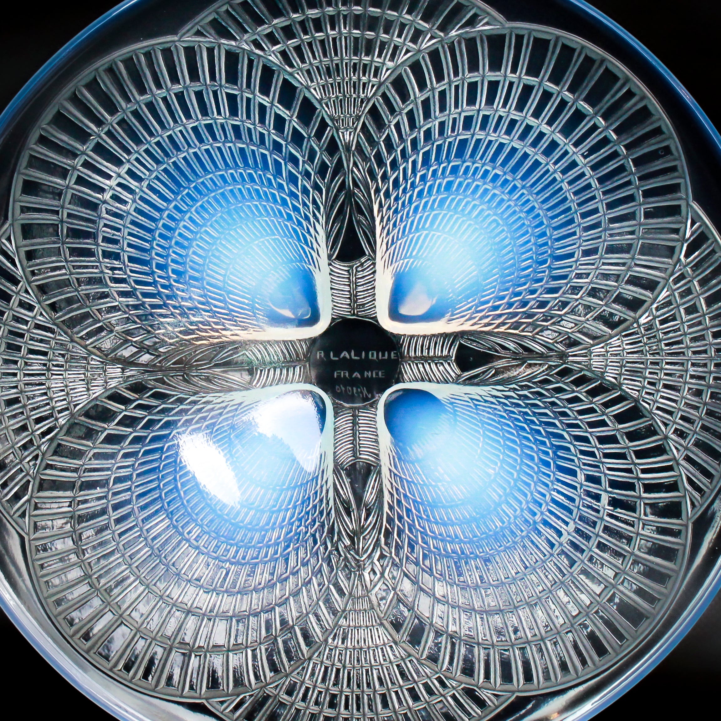 "Coquilles No.3"