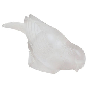 Moineau Timide